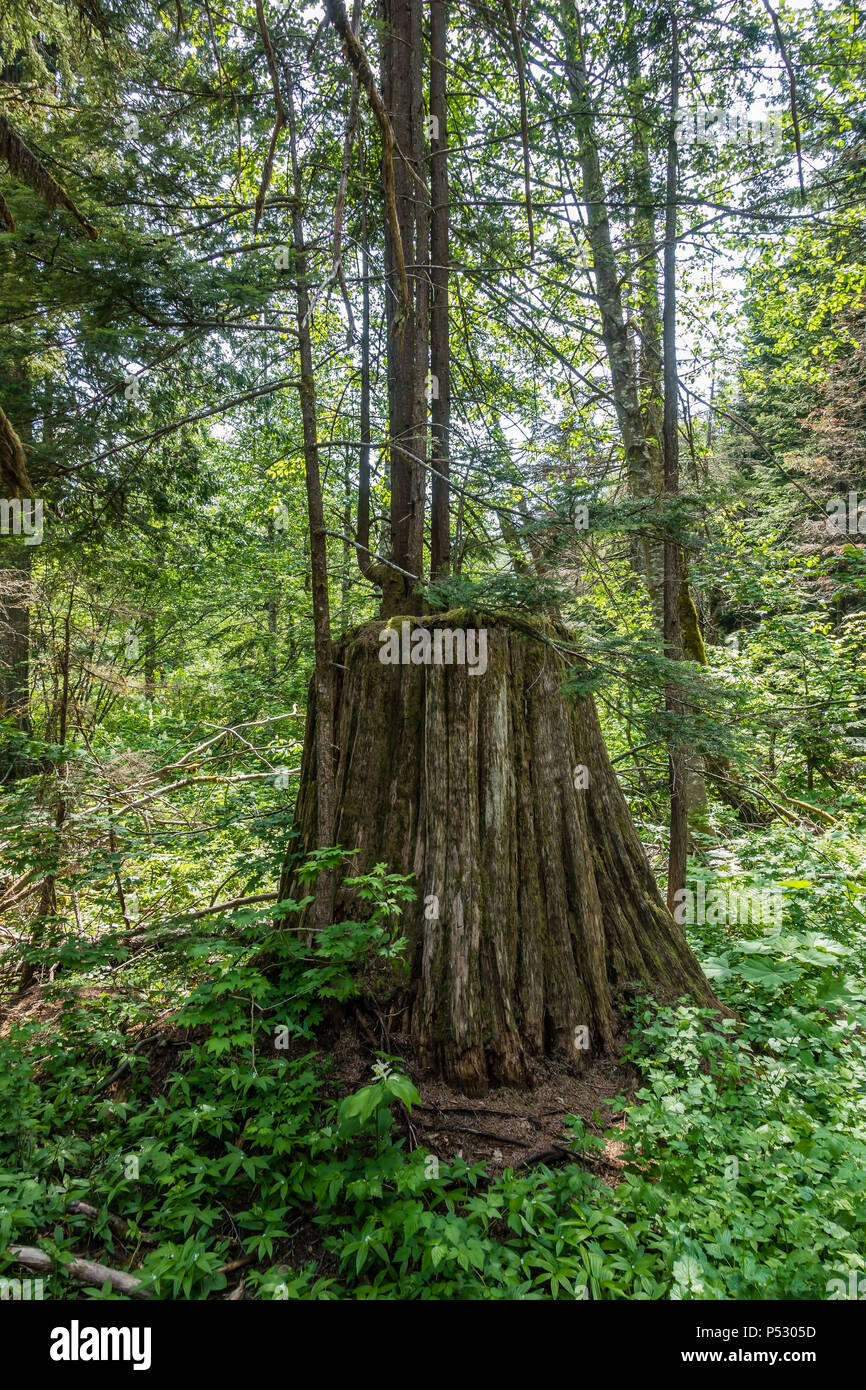 A new tree grow out of a tree stump in the Pacific Northwest Stock