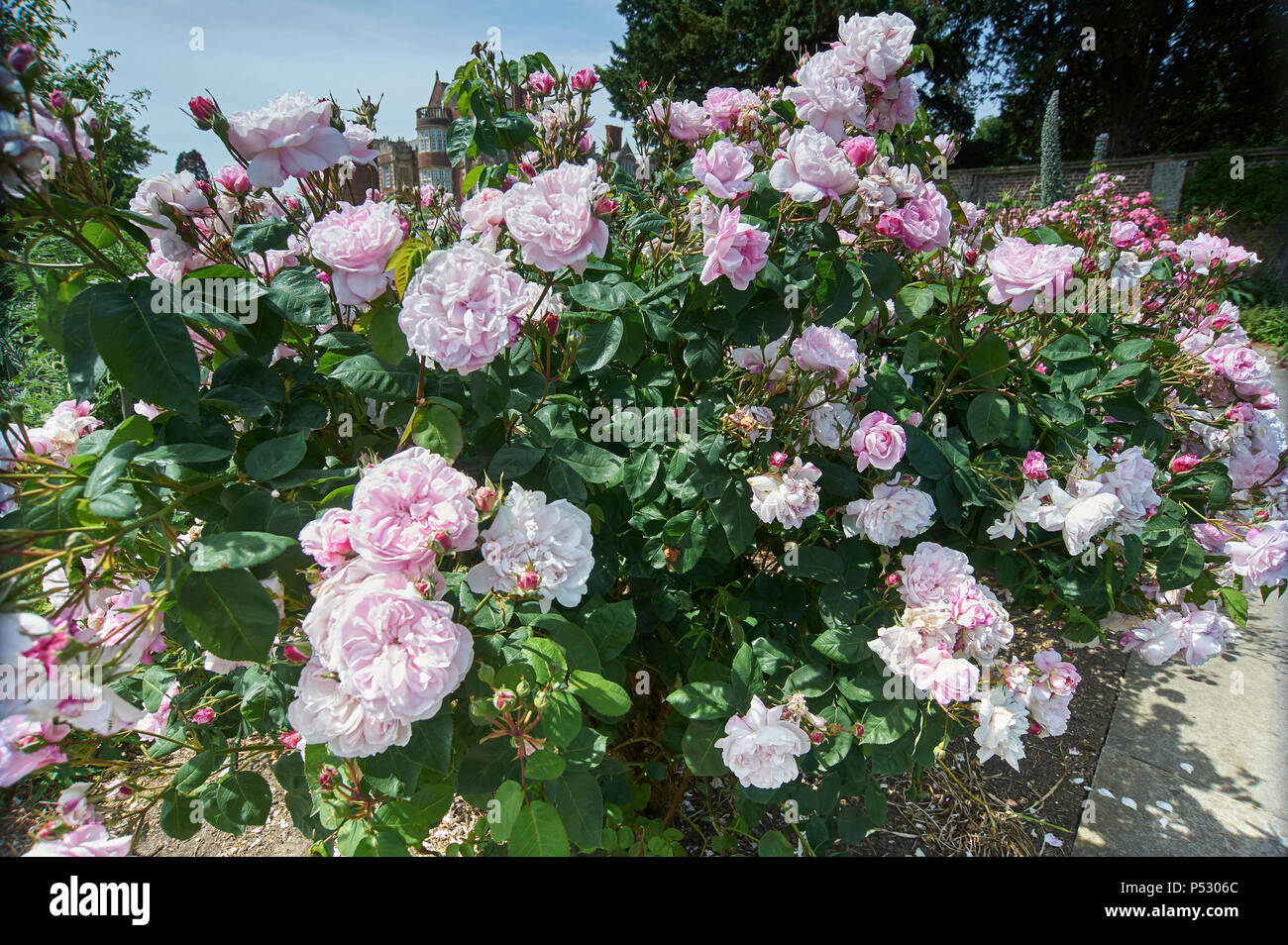 Rose 'Ispahan', also known as 'Rose d'Ispahan' and 'Pompon des Princes