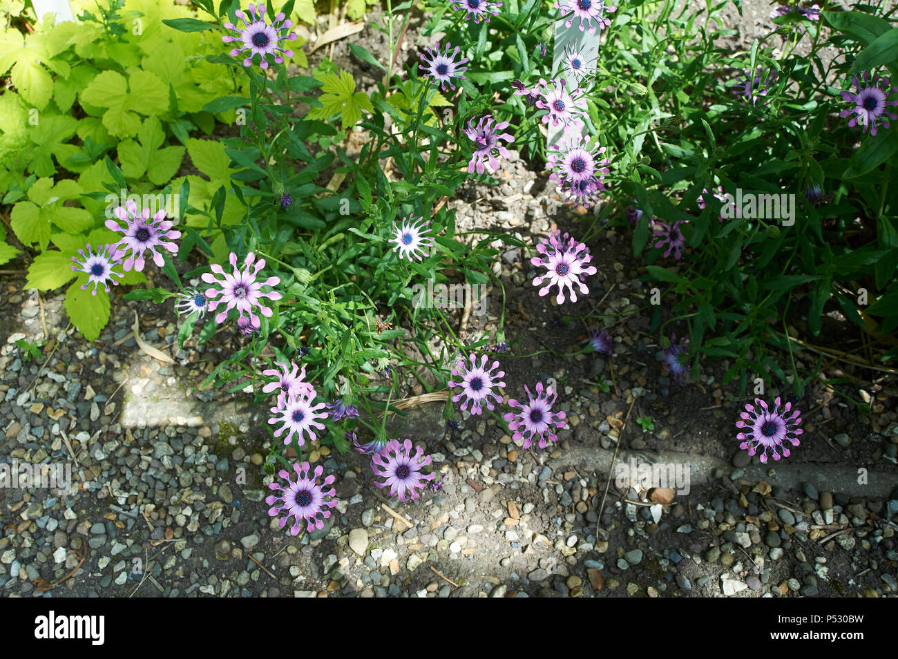osteospermum fruticosum, also called shrubby daisybush or trailing African daisy is a flowering plant native to South Africa Stock Photo