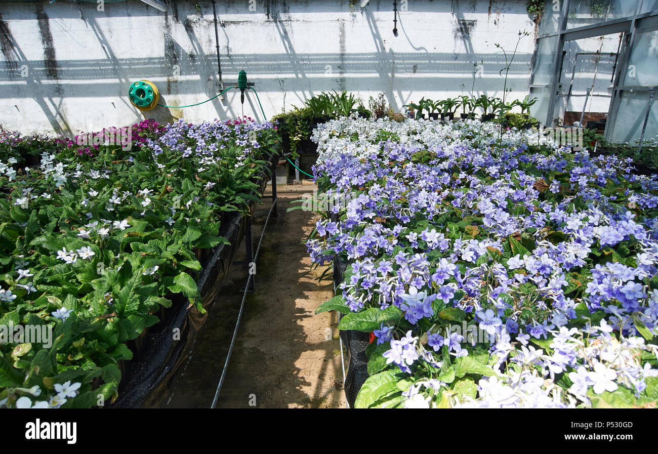 A Commercial Greenhouse (Glasshouse) Growing a crop of  Streptocarpus (Cape primrose) flowering houseplants native South Africa, Stock Photo