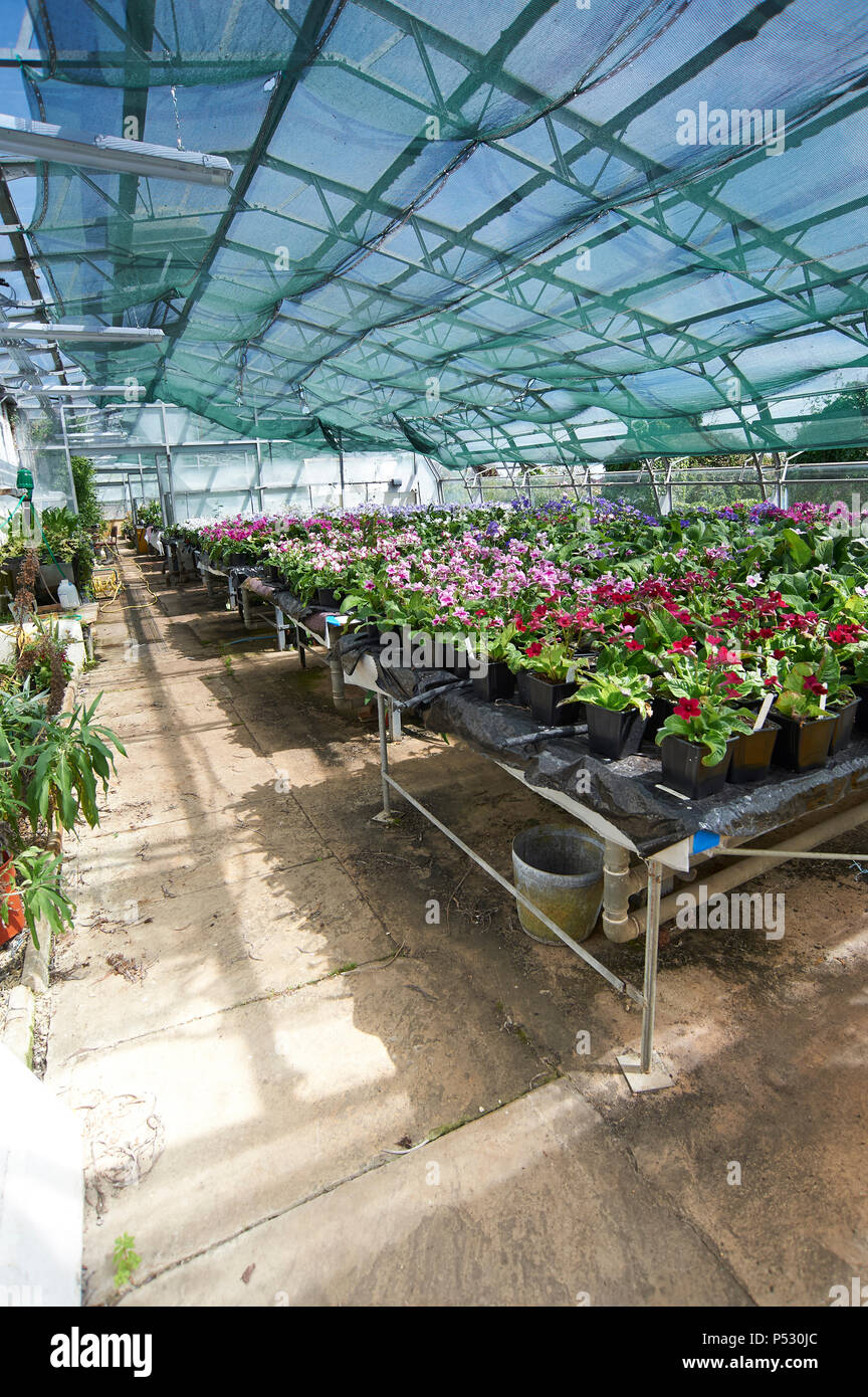 A Commercial Greenhouse (Glasshouse) Growing a crop of Streptocarpus (Cape  primrose) flowering houseplants native South Africa Stock Photo - Alamy