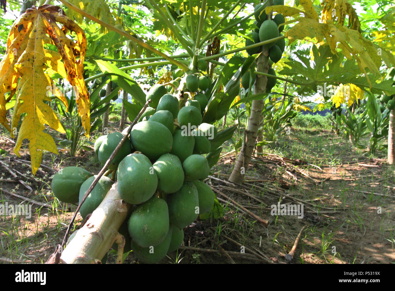 Jessore, Bangladesh October 10, 2014 Papaya plant harvest at Jessore
