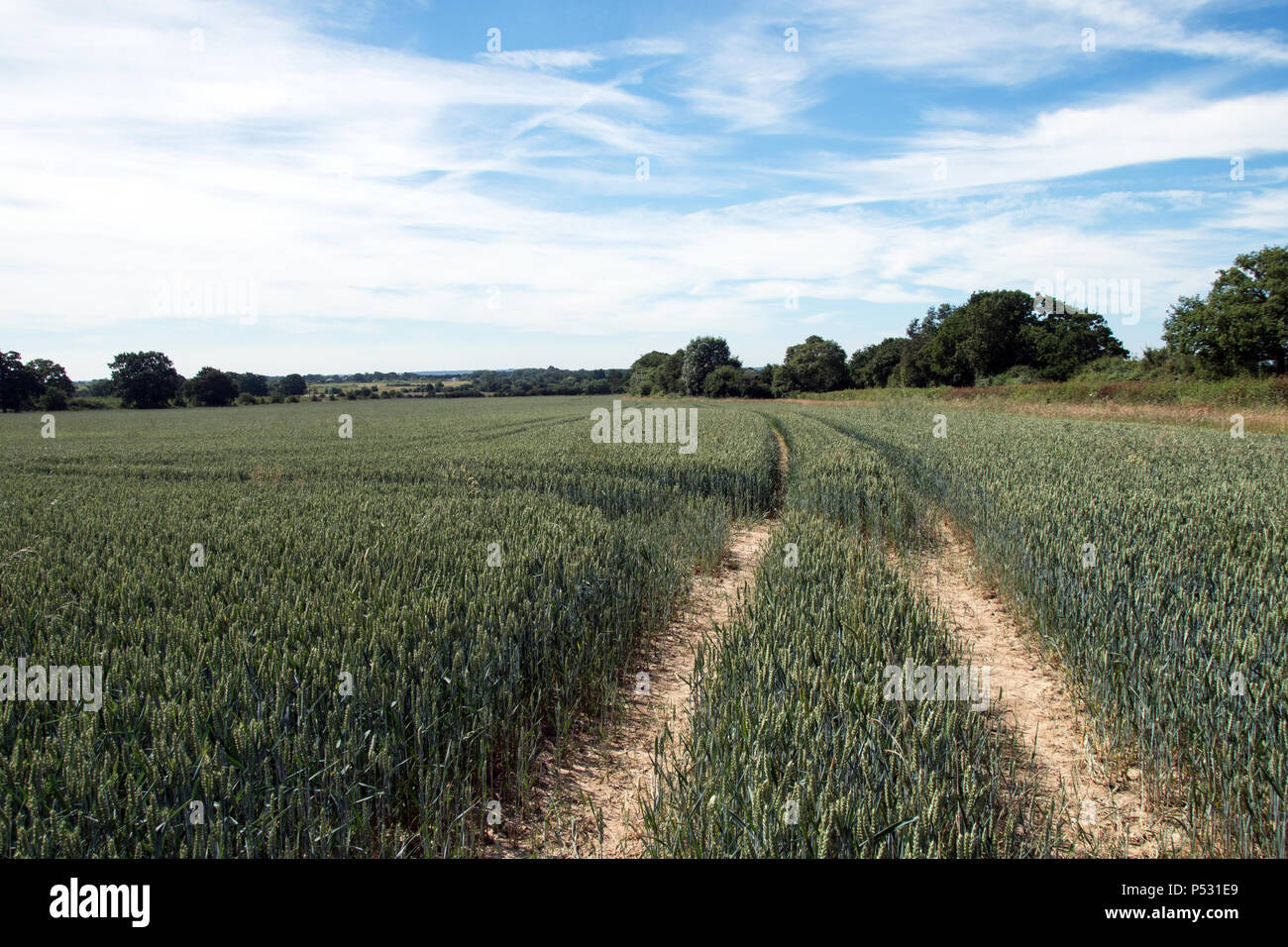 Growing cereal crop in the UK Stock Photo Alamy