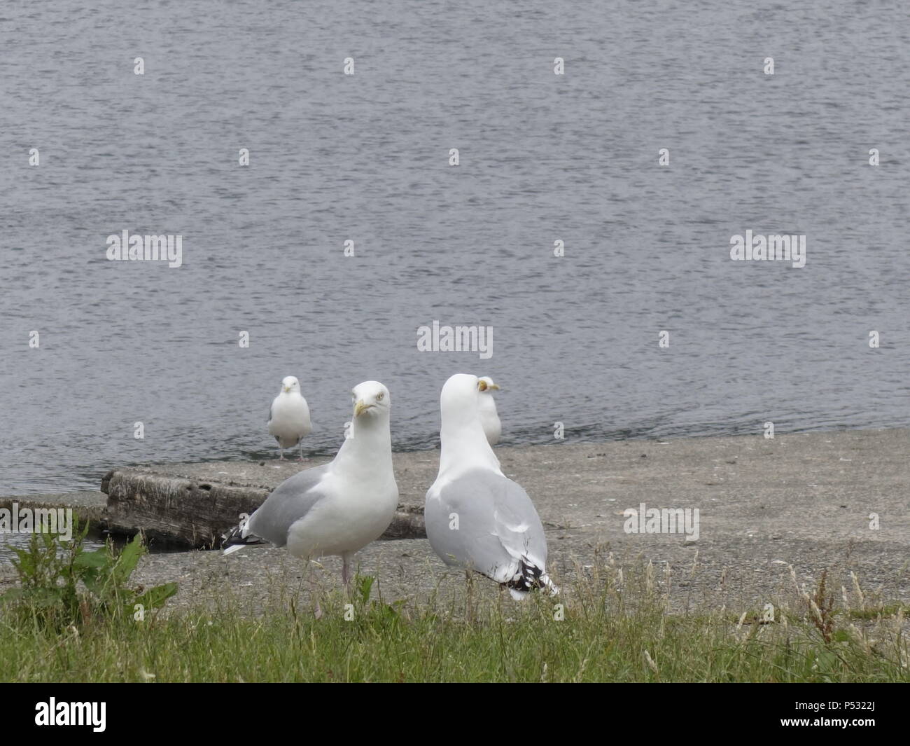 photograph of a seagull European Herring Gull Stock Photo Alamy