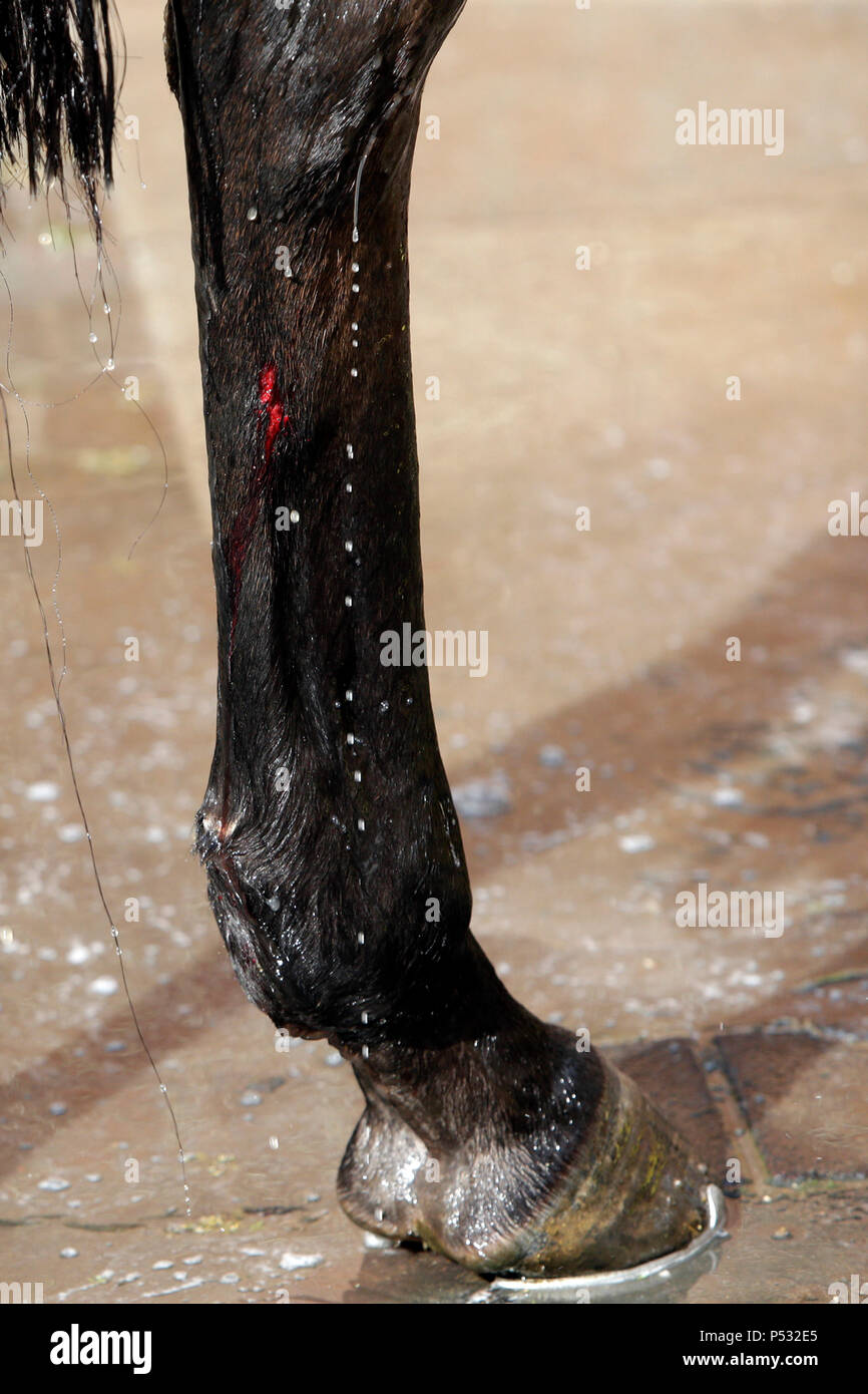 Hoppegarten, Brandenburg, bleeding wound on the hind leg of a horse Stock Photo