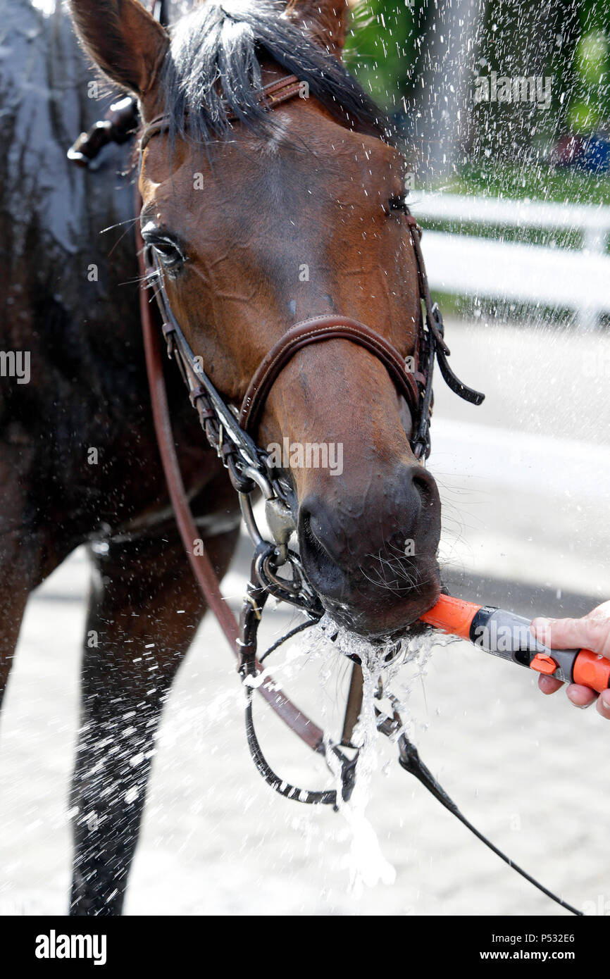 Hoppegarten, Brandenburg, horse dripping water from a garden hose Stock Photo