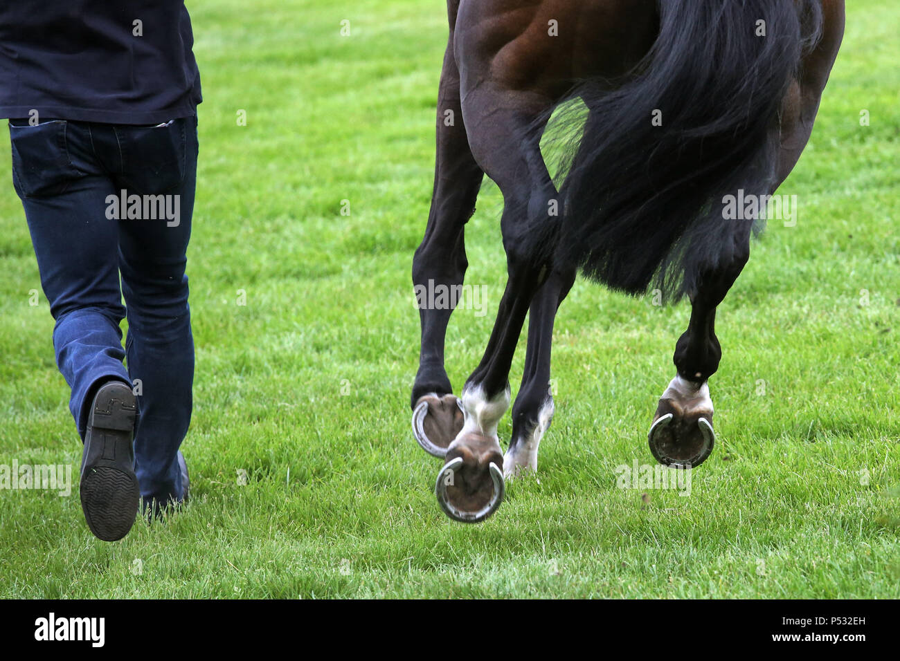 Hoppegarten, Brandenburg, legs of horse and man in motion Stock Photo