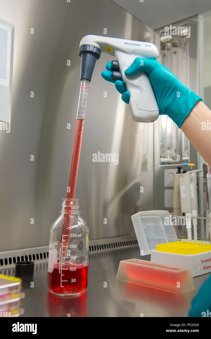 Laboratory work: Preparation of test kits within ELISA diagnostics Stock Photo