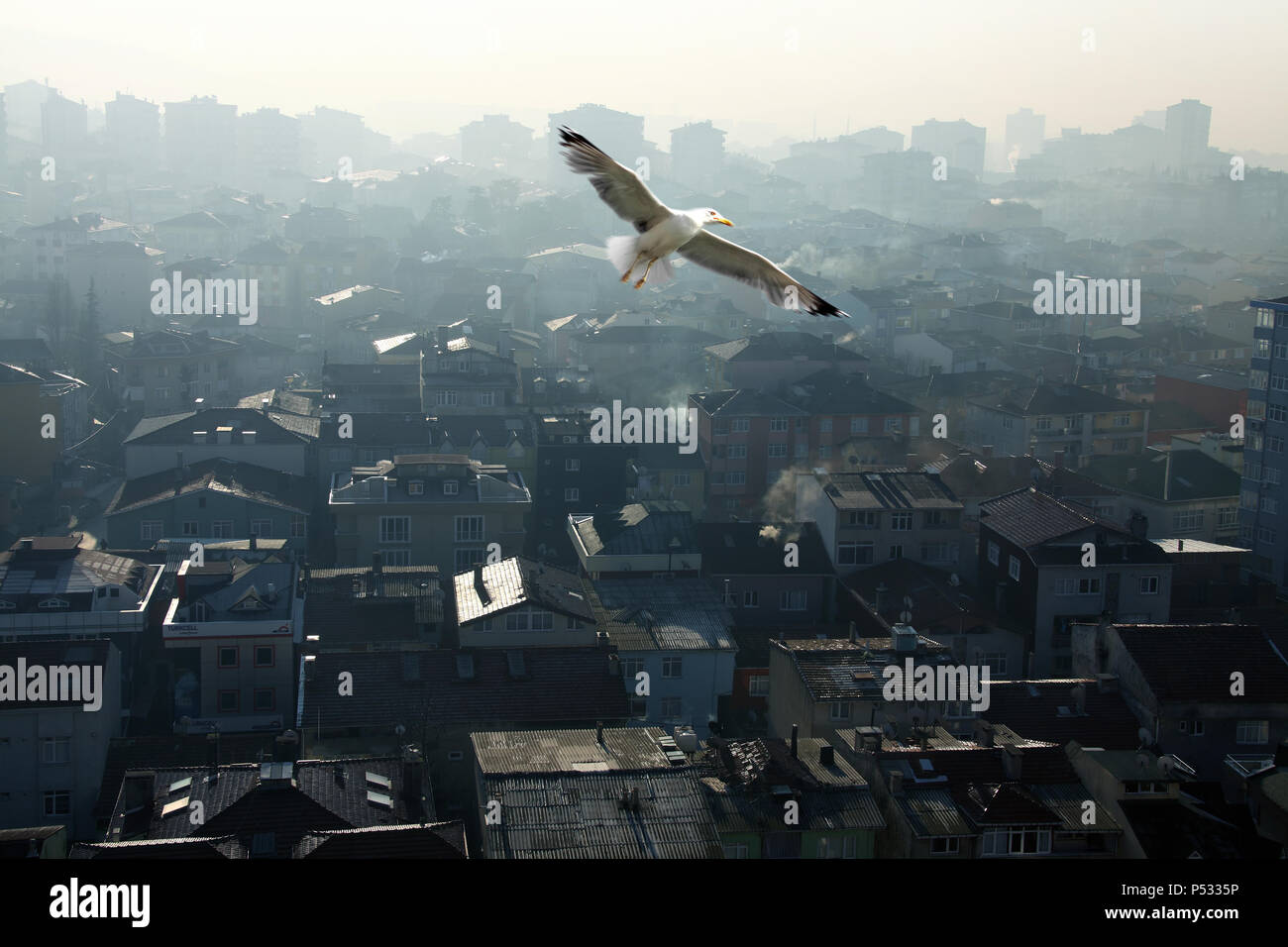 an image of a bird flying over buildings Stock Photo - Alamy