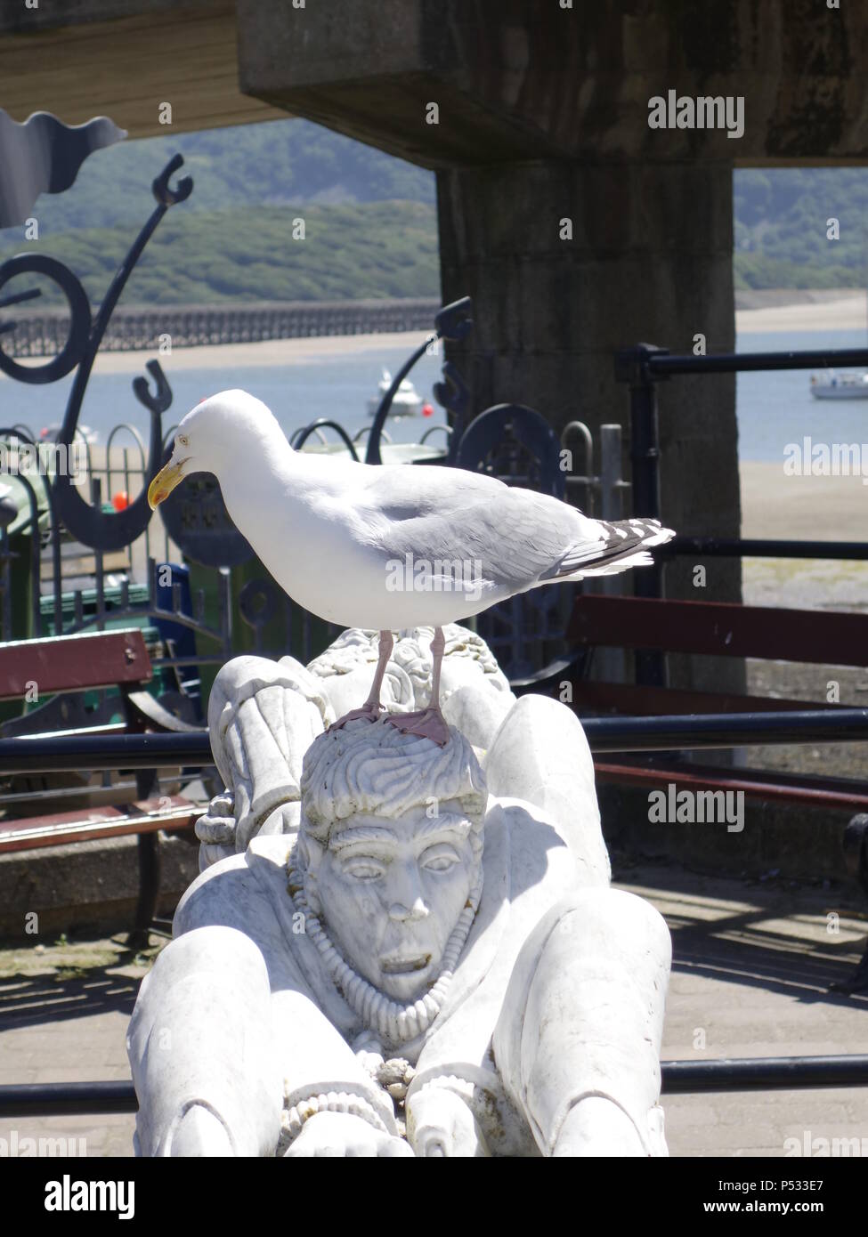 photograph of a seagull European Herring Gull Stock Photo Alamy