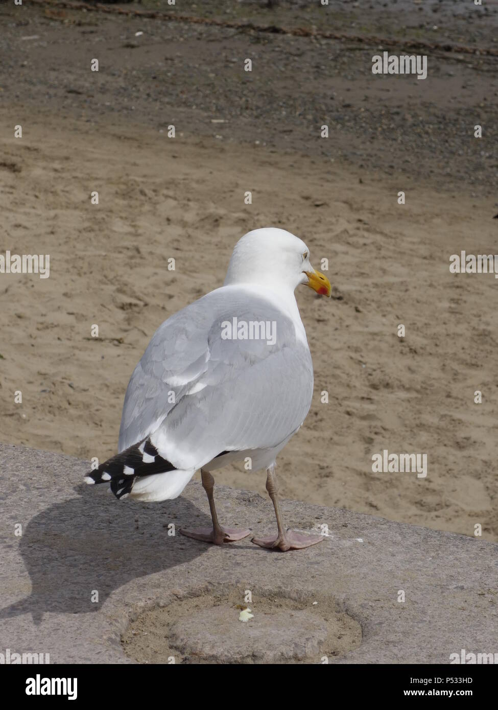 photograph of a seagull European Herring Gull Stock Photo Alamy