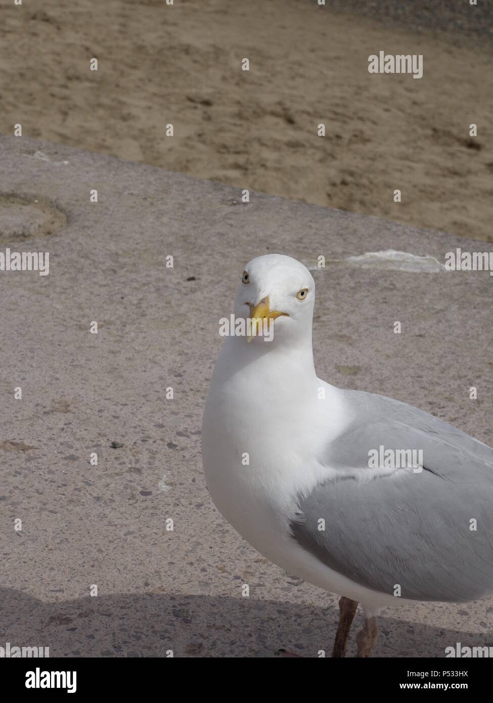 photograph of a seagull European Herring Gull Stock Photo Alamy