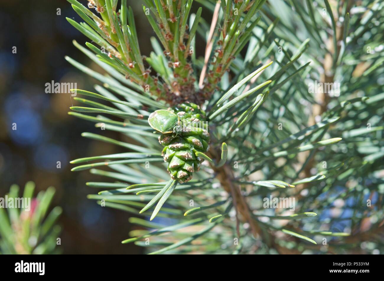 Pine cone bug hi-res stock photography and images - Alamy