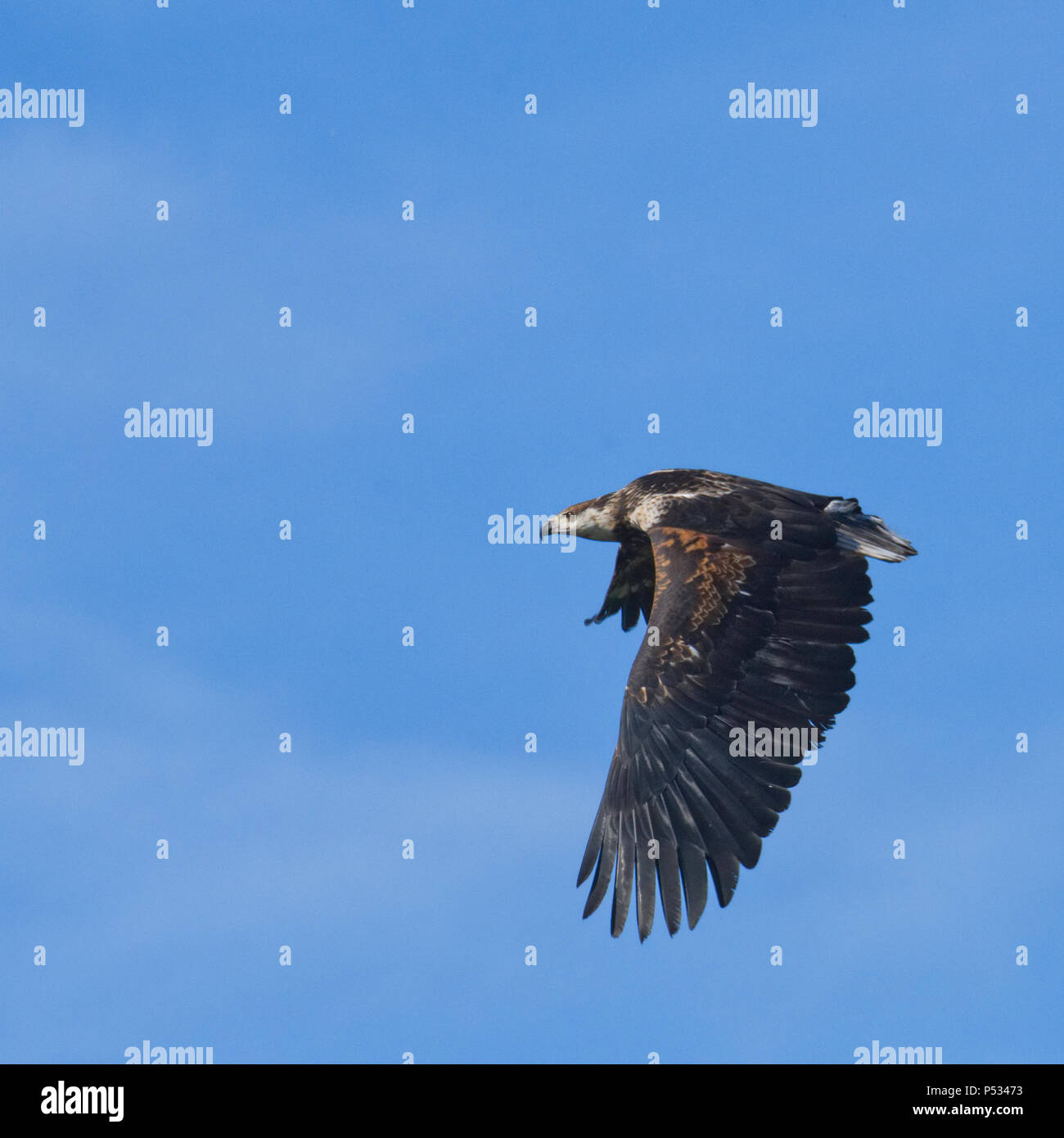 African Sea Eagle Stock Photo