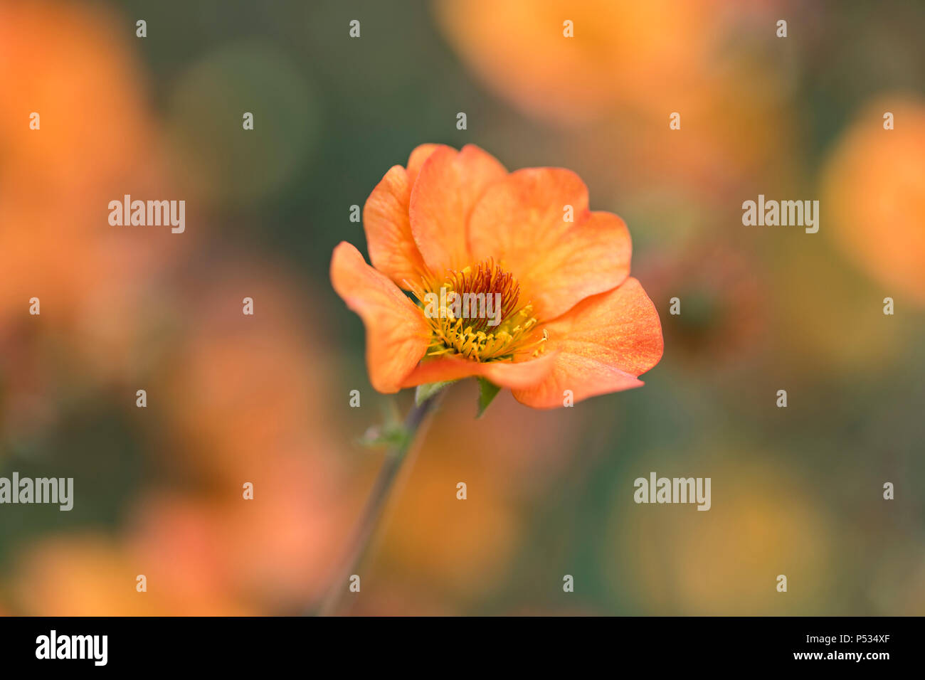 Close up Portrait of an orange Geum in flower during June, UK Stock Photo