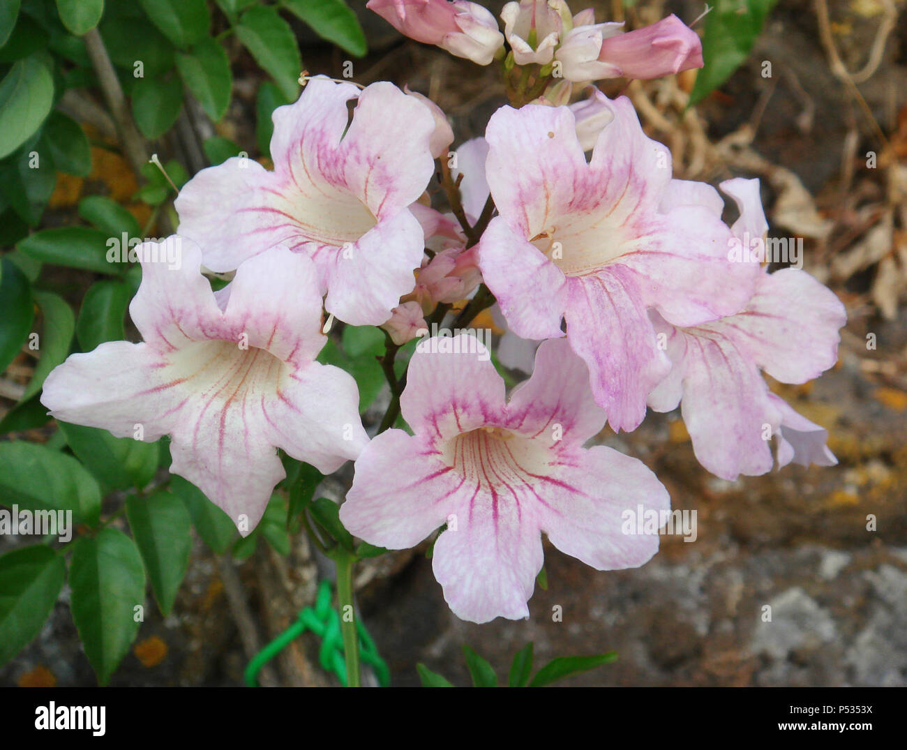Podranea ricasoliana  pink flowers Stock Photo