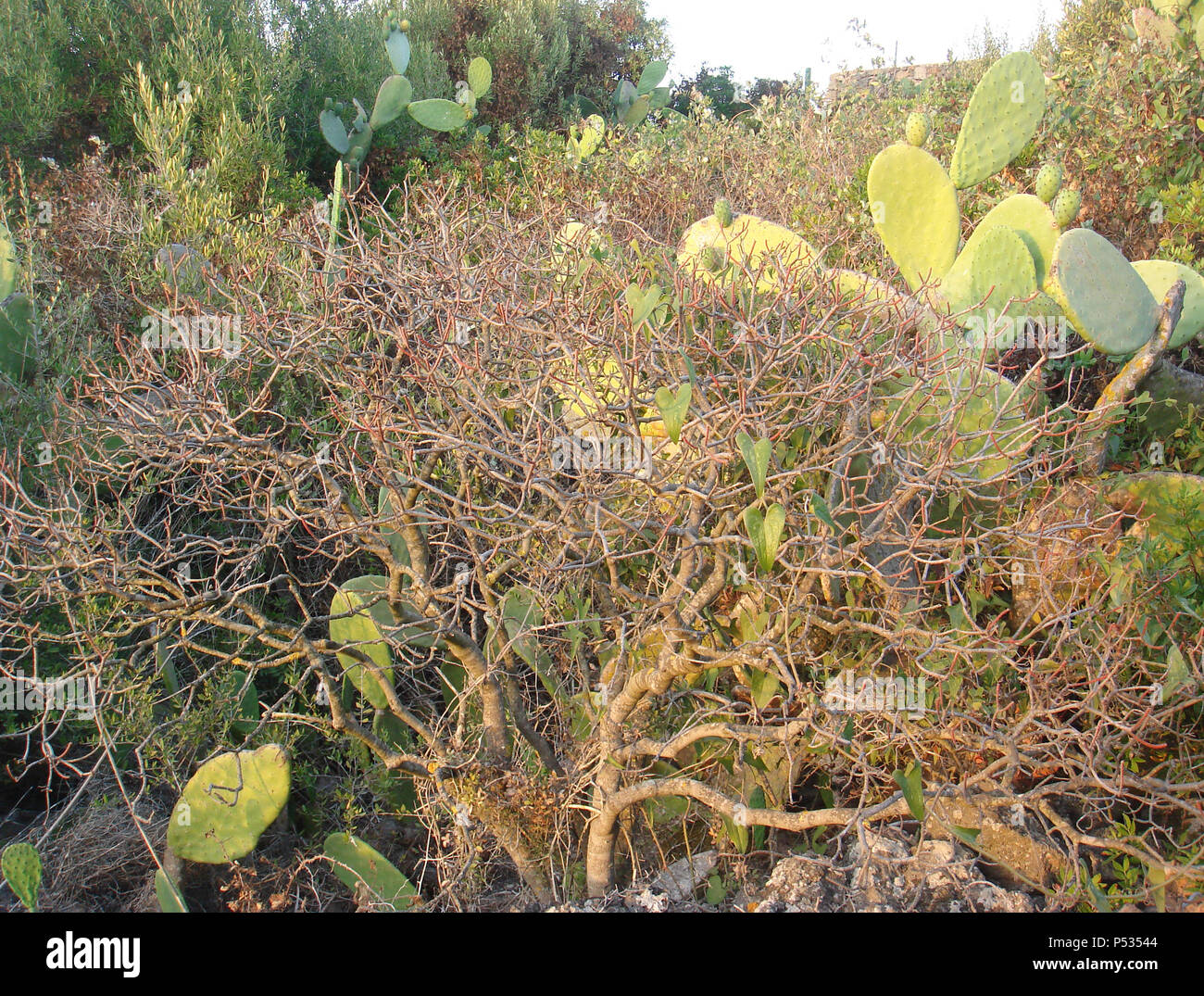 vegetation in Pantelleria Stock Photo