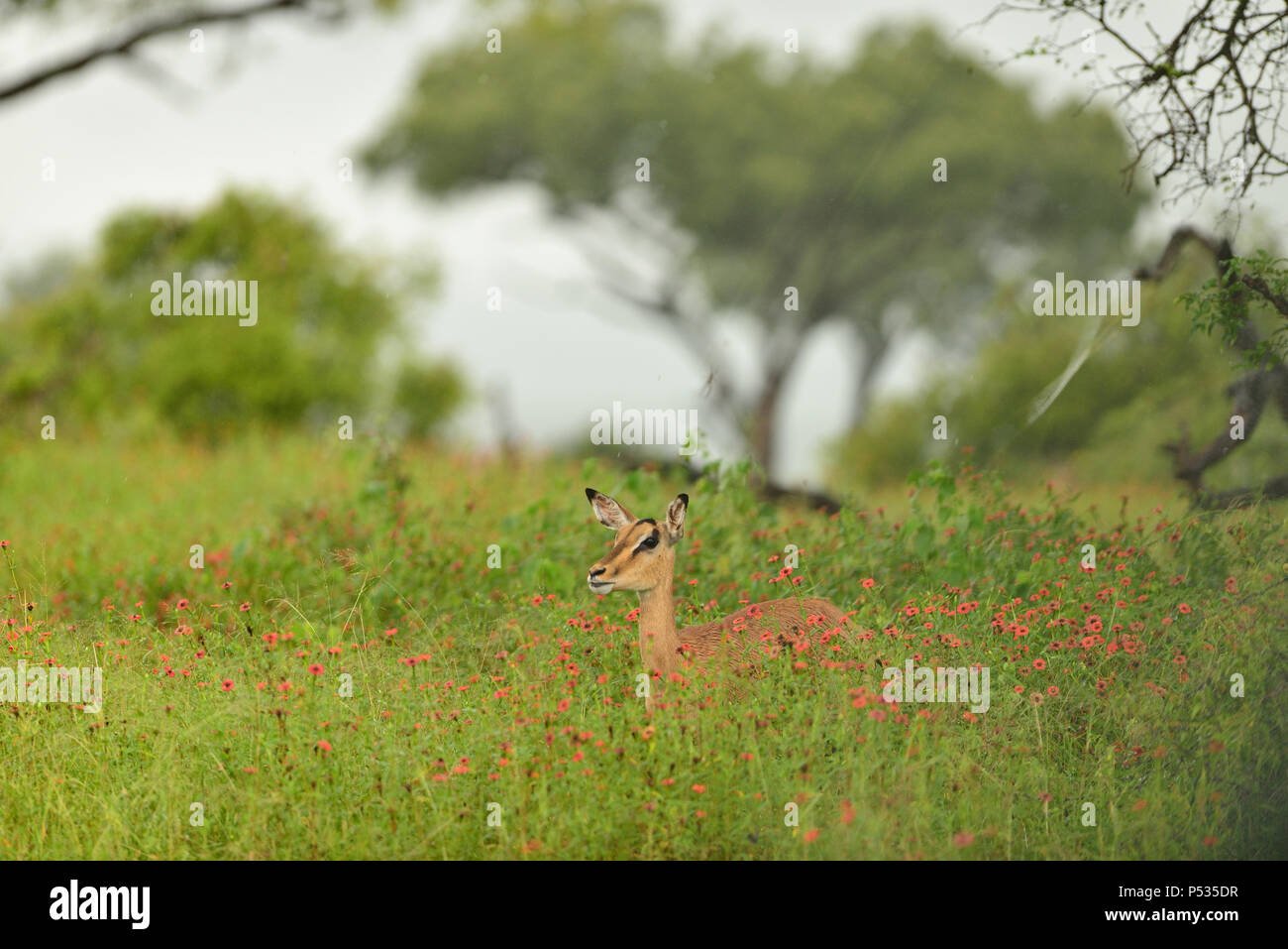 impala grazing among the red floweers Stock Photo