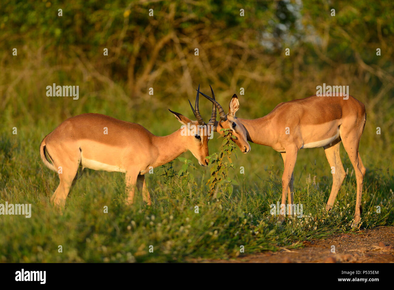 Two male impalas fighting in Kruger Stock Photo