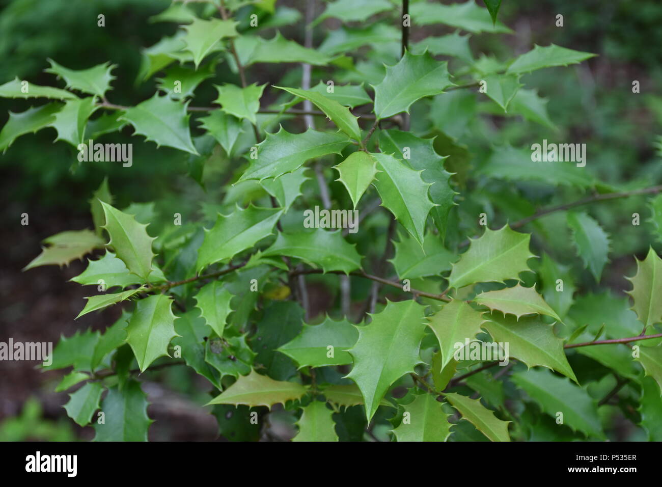 Wild holly plant growing alongside trail Stock Photo Alamy