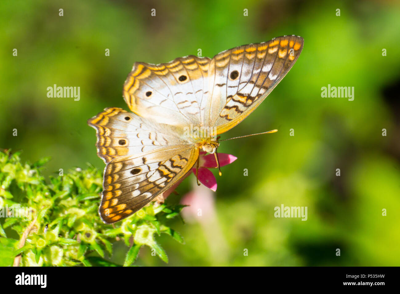 White Peacock Butterfly (Anartia jatrophae) feeding on pentas flowers Stock Photo