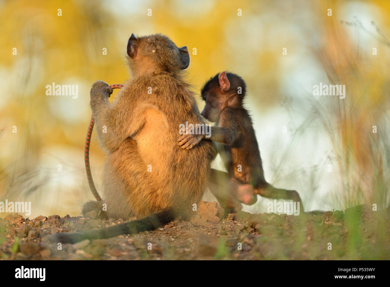 Baby baboon playing with older baboon Stock Photo