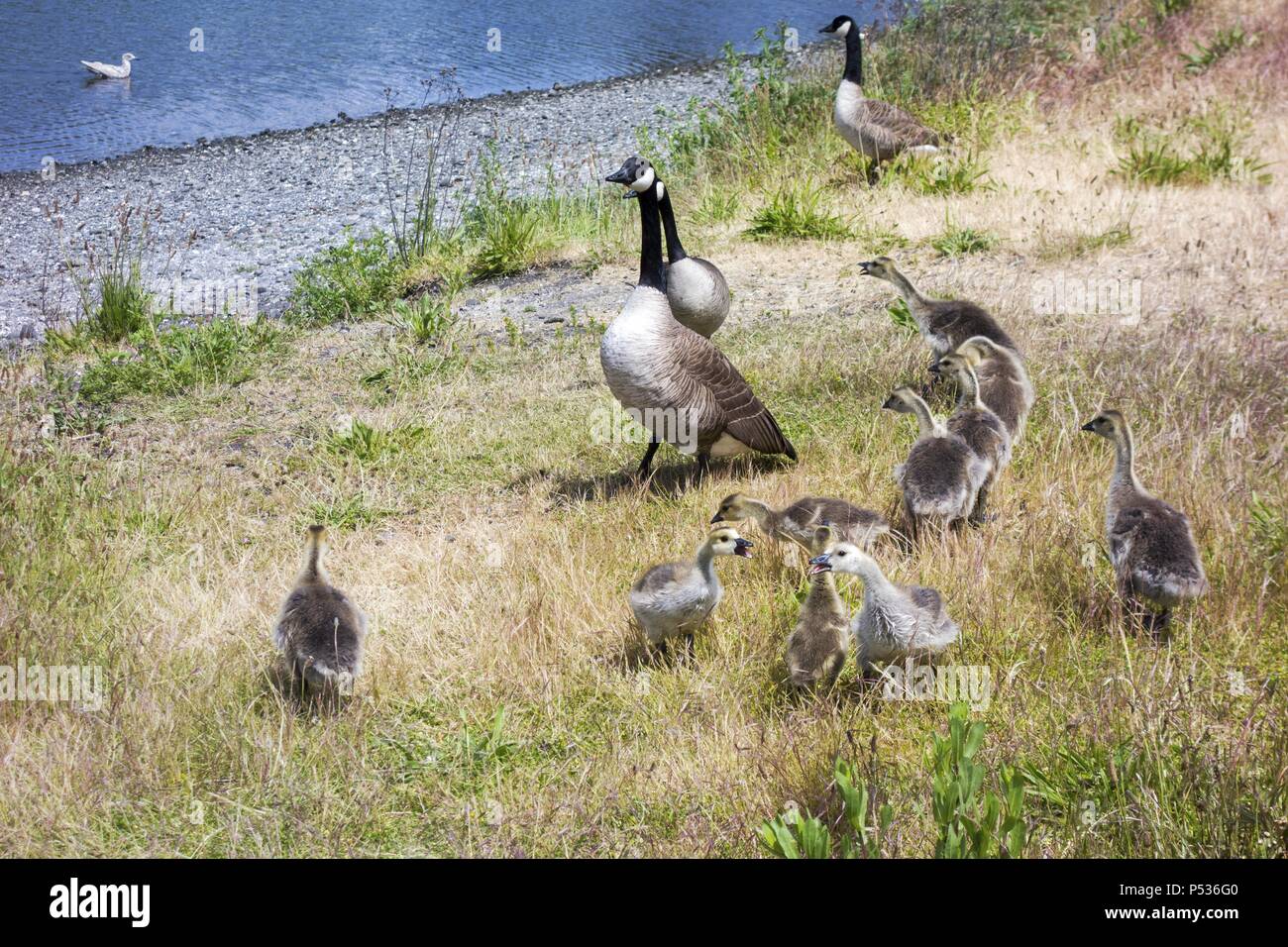Flock of yellow baby goose captured in Esquimalt Lagoon Bird Sanctuary Vancouver Island, Victoria, British Columbia Canada Stock Photo
