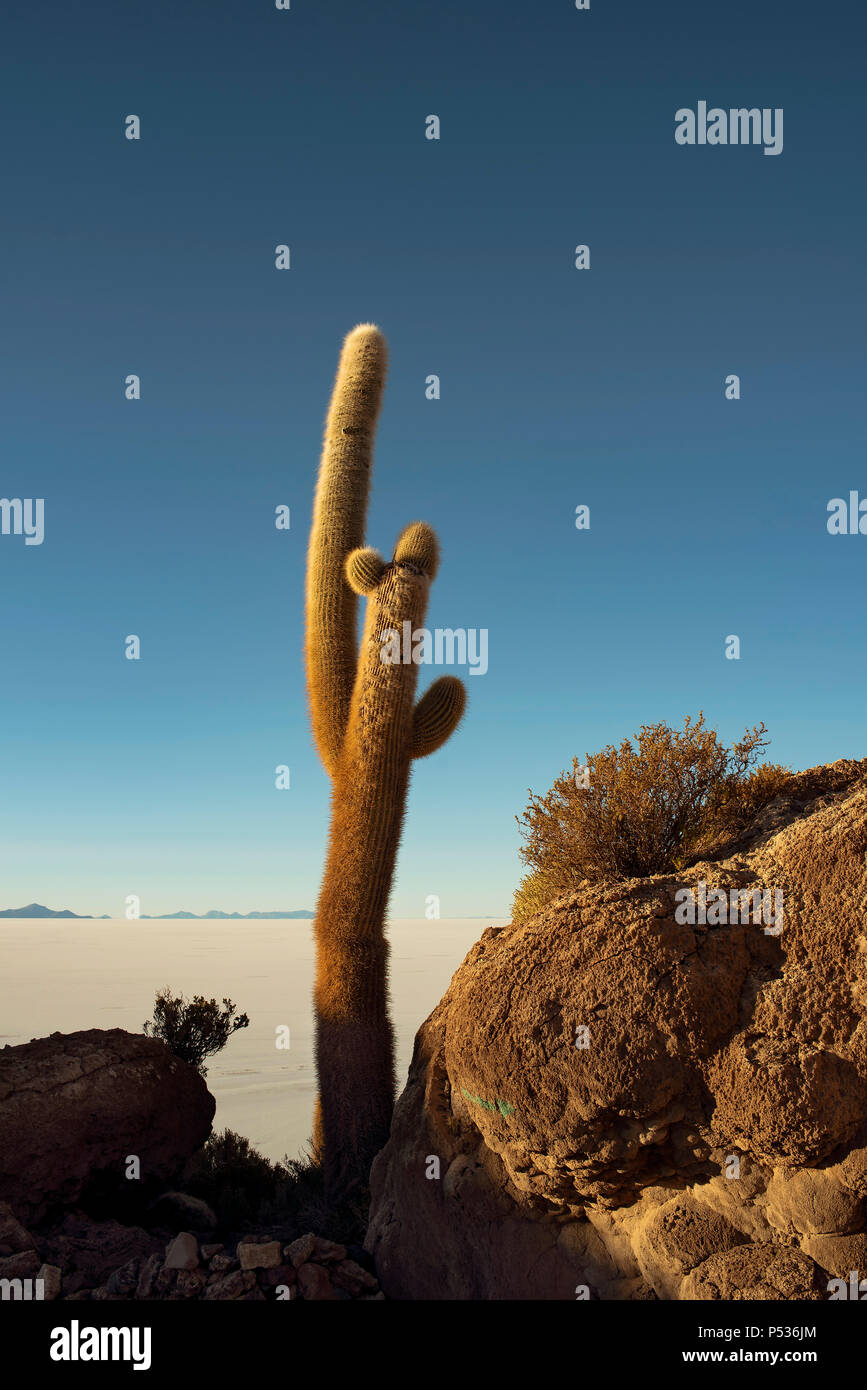 Giant cactus with Uyuni Salt flat in the background. Cactus Island (Isla Incahuasi), Bolivia. Jun 2018 Stock Photo