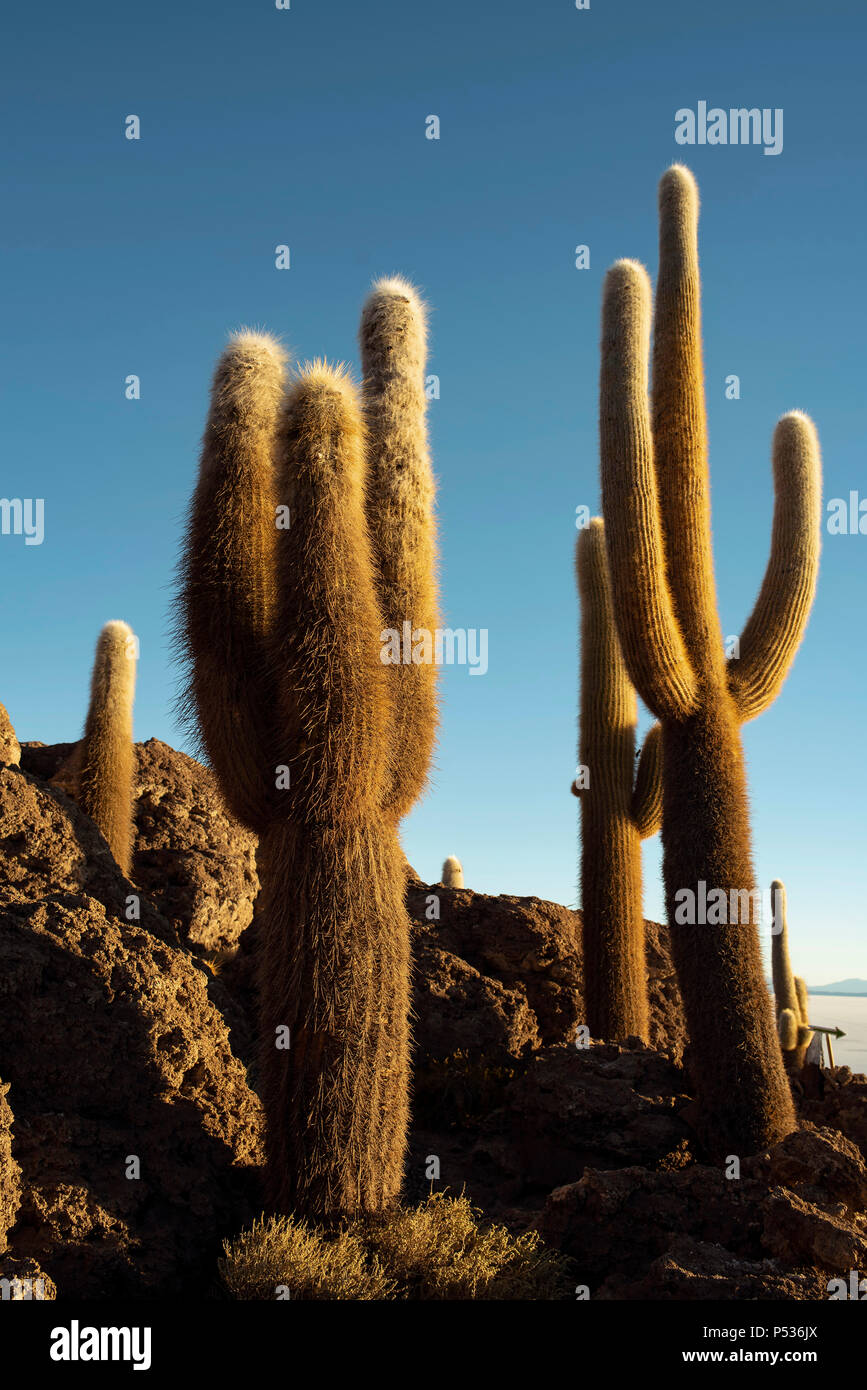 A group of giant cacti with Uyuni Salt flats in the background. Cactus Island (Isla Incahuasi), Bolivia. Jun 2018 Stock Photo