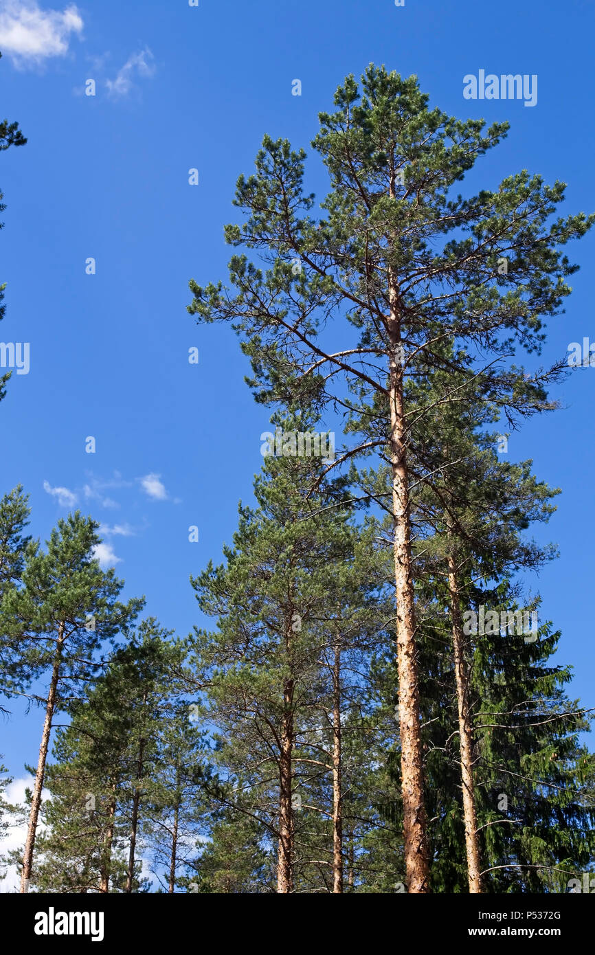 Upward pinus sylvestris hi-res stock photography and images - Alamy