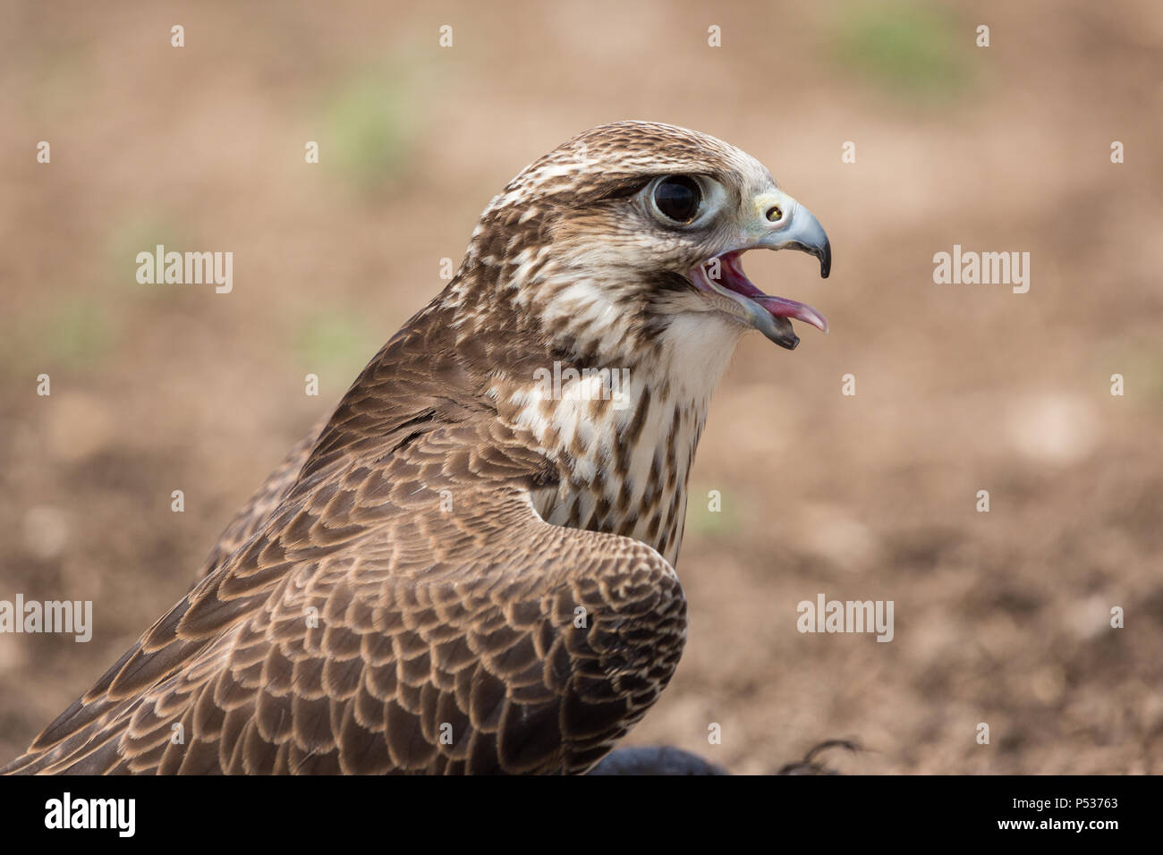 gyr x peregrine falcon catches breath  after chasing a lure Stock Photo