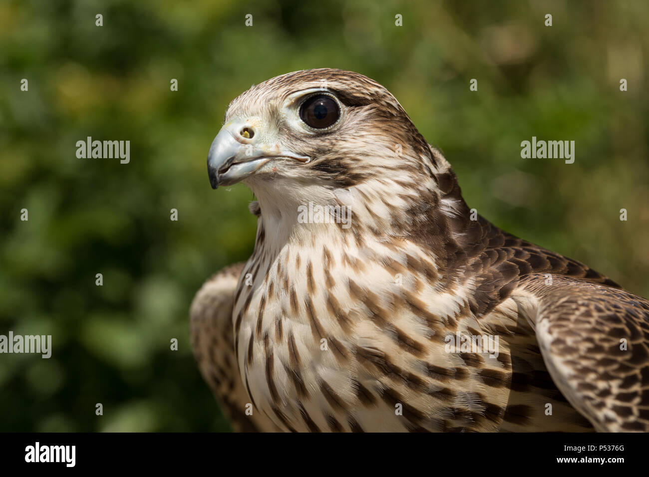 Gyr x peregrine portrait Stock Photo