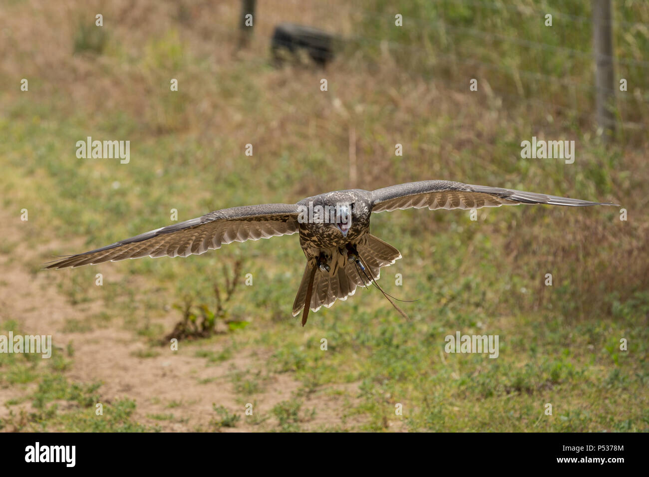 Gyr x saker falcon flying in flight Stock Photo