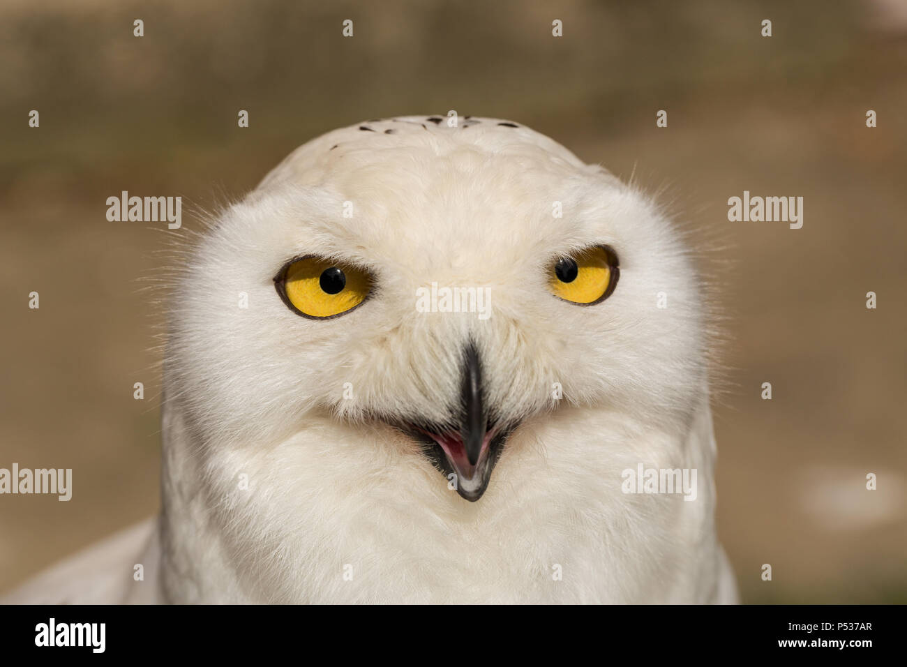 snowy owl looking at the camera portrait Stock Photo