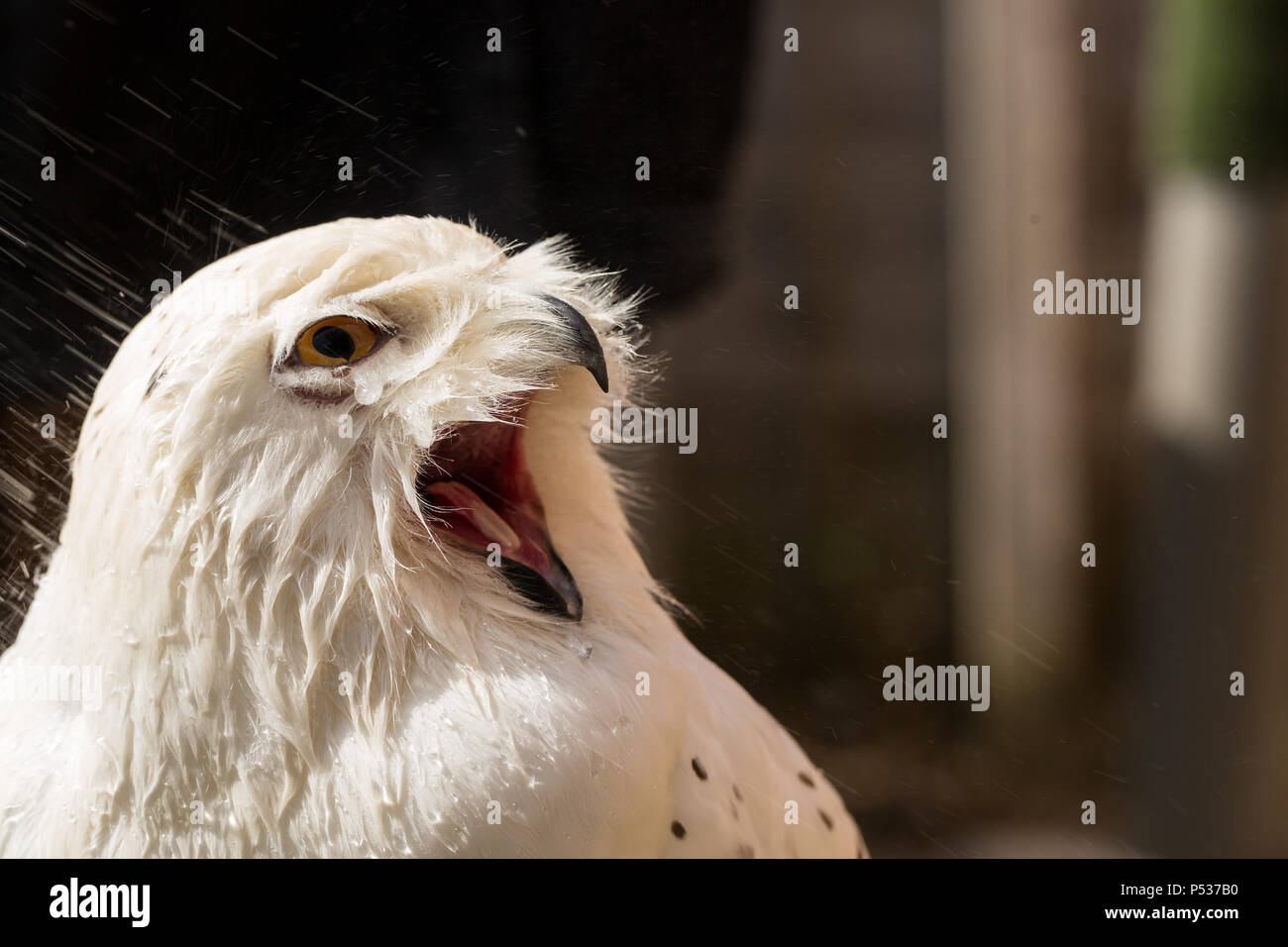 wet snowy owl drenched from shower Stock Photo