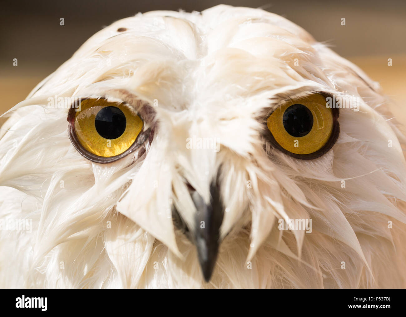 wet snowy owl drenched from shower Stock Photo