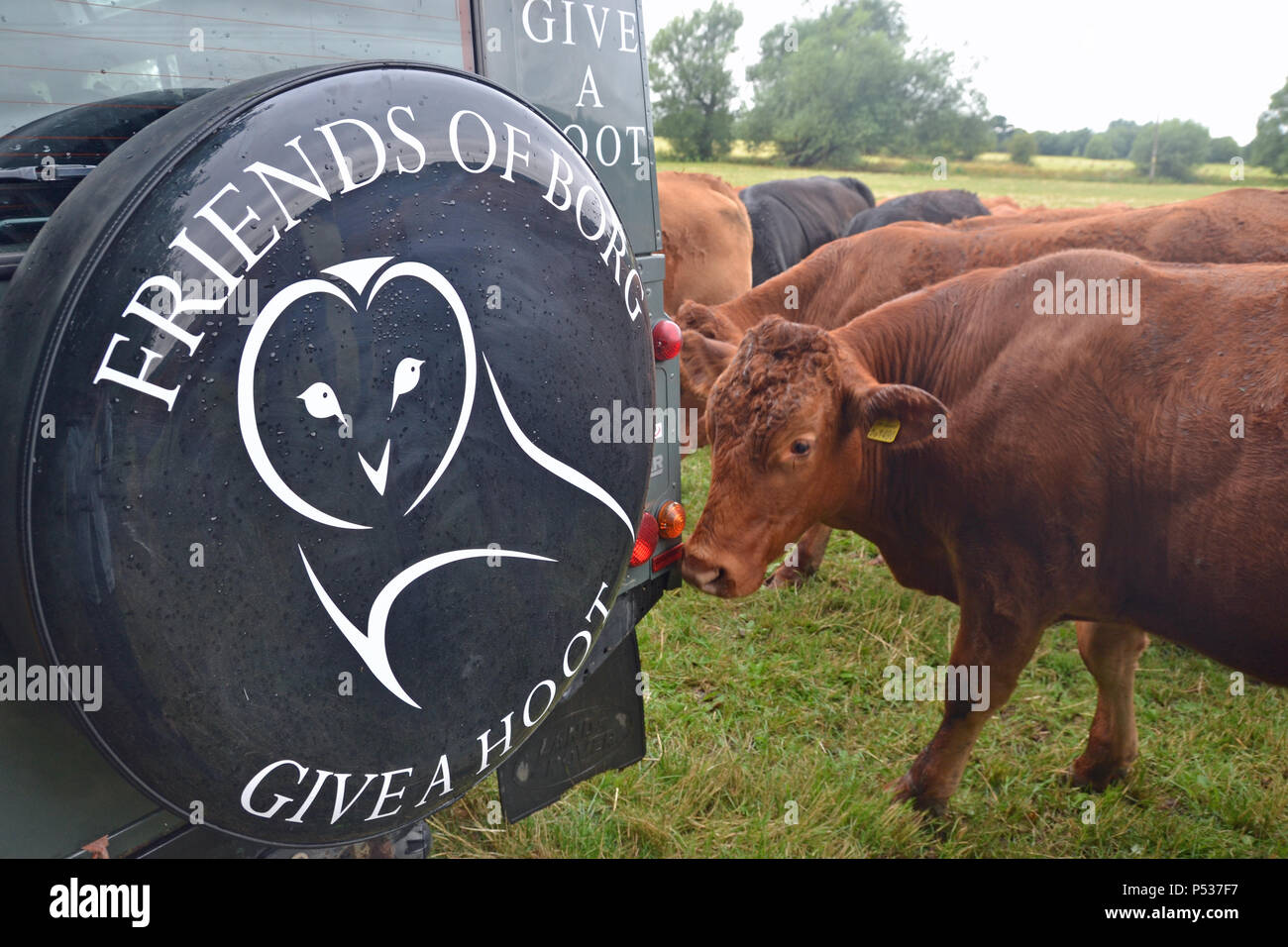 Curious cows sniffing a landrover belonging to the Bucks Owl and Raptor Group, Buckinghamshire, UK Stock Photo