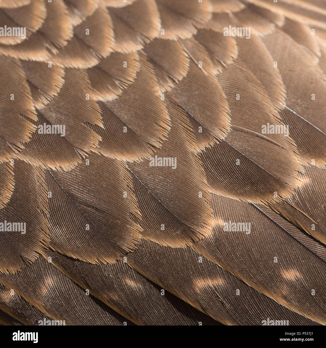 Closeup of brown feathers and plumage of a wild bird Stock Photo - Alamy