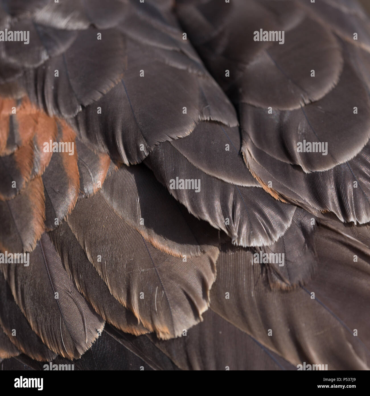 Harris hawk feather detail Stock Photo
