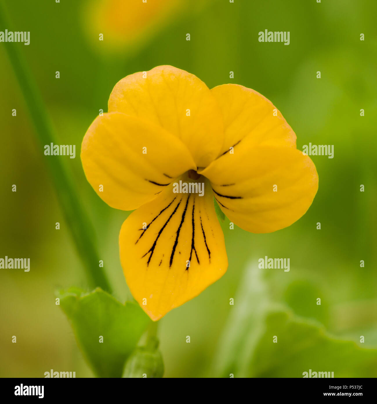 Viola biflora is a species of the genus Viola. Stock Photo