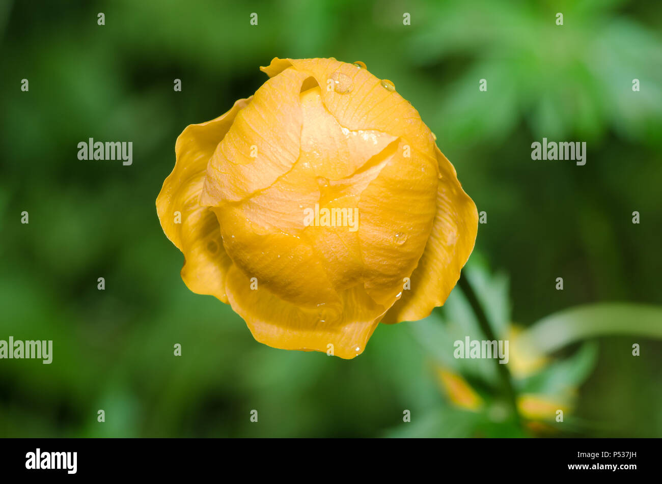 Globeflower, close up macro shot. Stock Photo