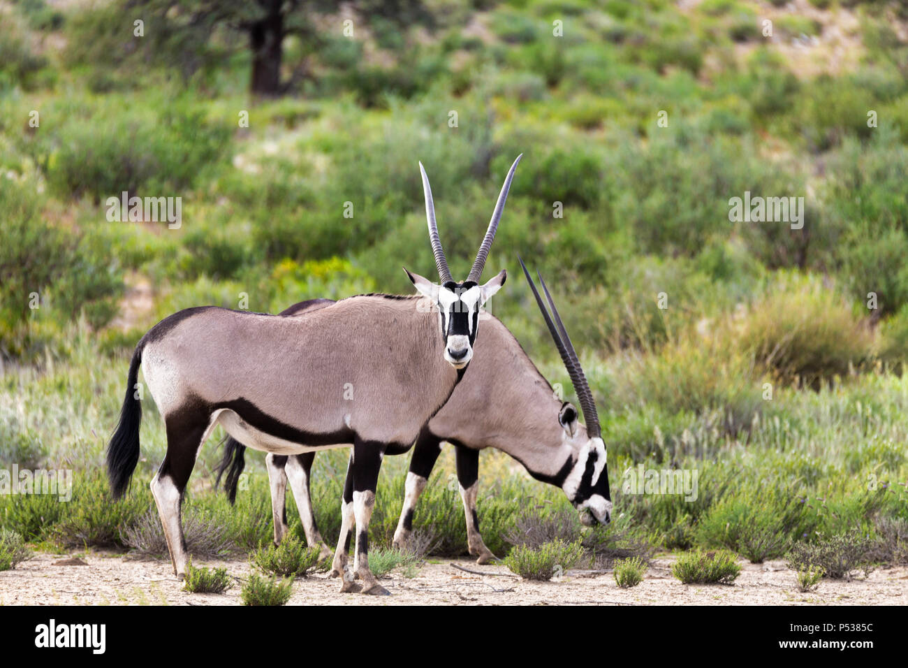 Gemsbok, Oryx gazella in Kalahari, green desert after rain season. Kgalagadi Transfrontier Park, South Africa wildlife safari Stock Photo