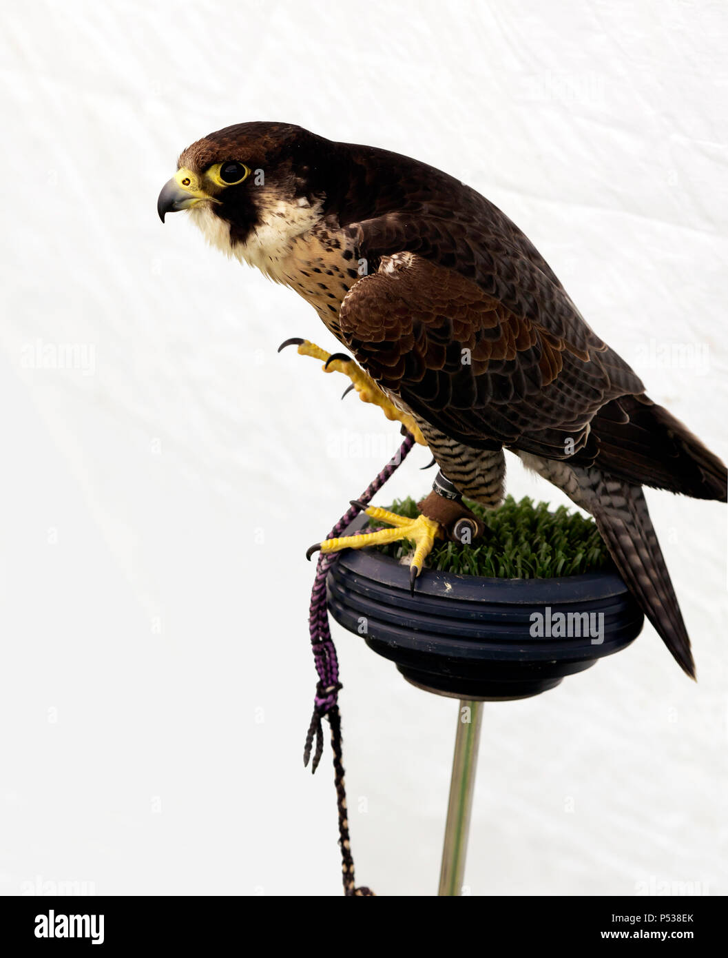 Close-up of a Peregrine Falcon (Falco peregrinus), in the Raptorxotics Birds of prey Tent, part of the Hilly Fields Summer Fair 2018 Stock Photo