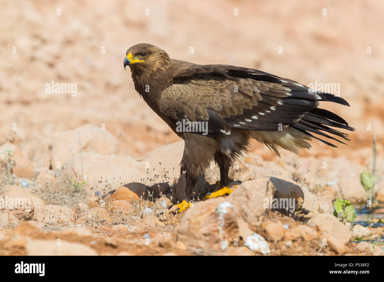 Lesser Spotted Eagle (Aquila pomarina), juvenile standing on the ground Stock Photo