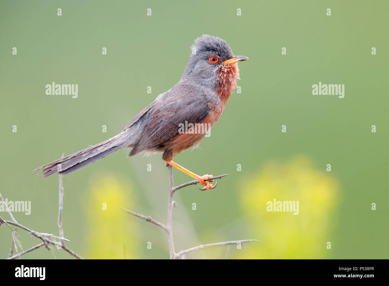 Dartford Warbler (Sylvia undata), adult male perched on a branch Stock Photo