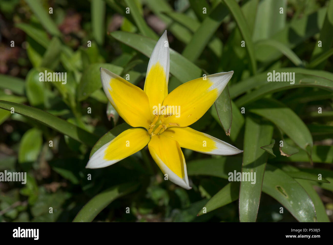 Yellow and white flowers of species tulip, Tulipa tarda, low growing garden bulb on a rockery in April Stock Photo