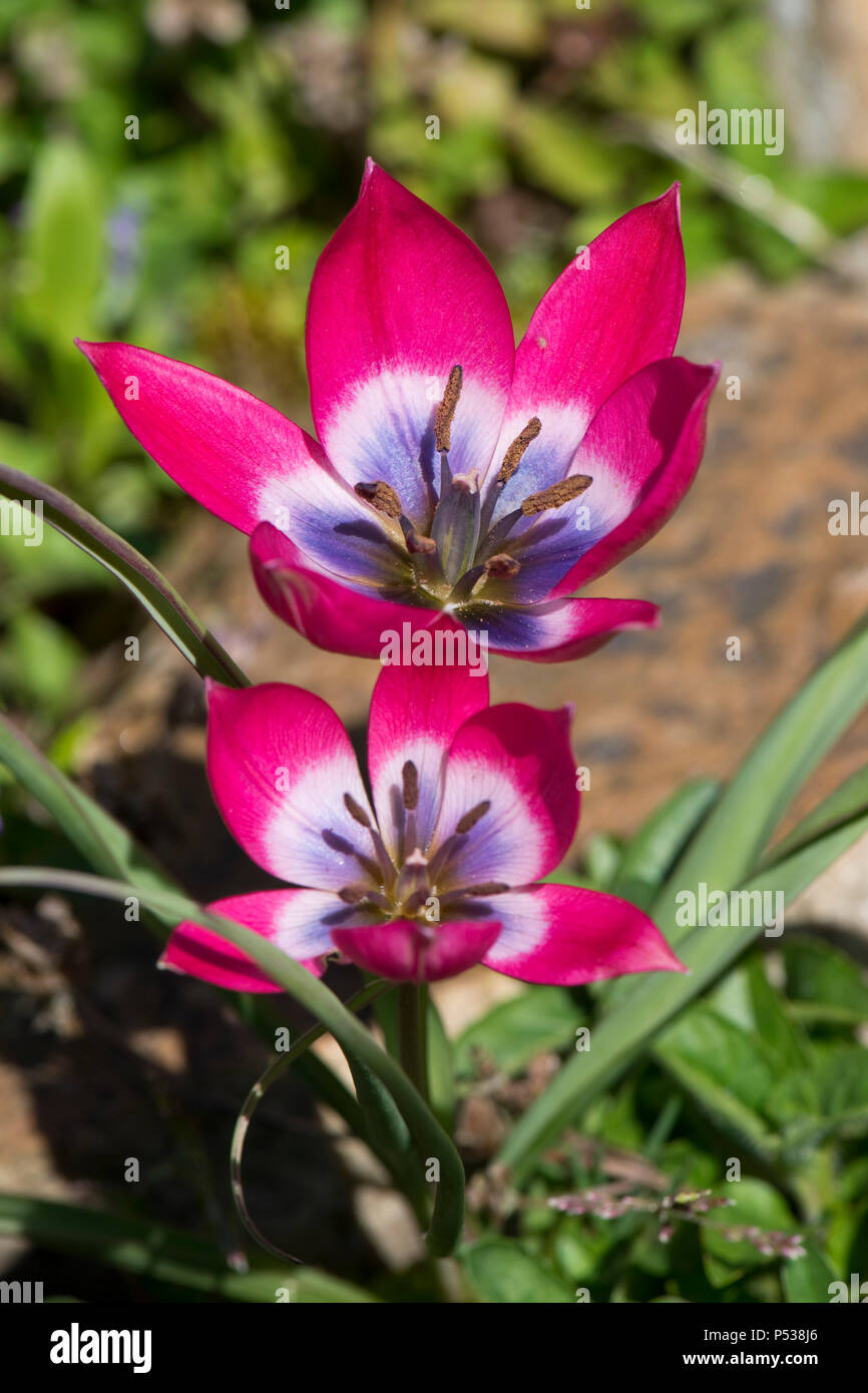 Purple and pink flowers of species tulip, Tulipa pulchella 'Persian Pearl', low growing garden bulb on a rockery in April Stock Photo