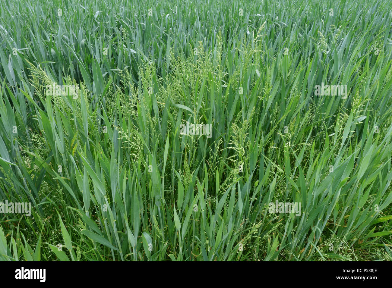Smooth Stalked Meadow Grass Hi Res Stock Photography And Images Alamy