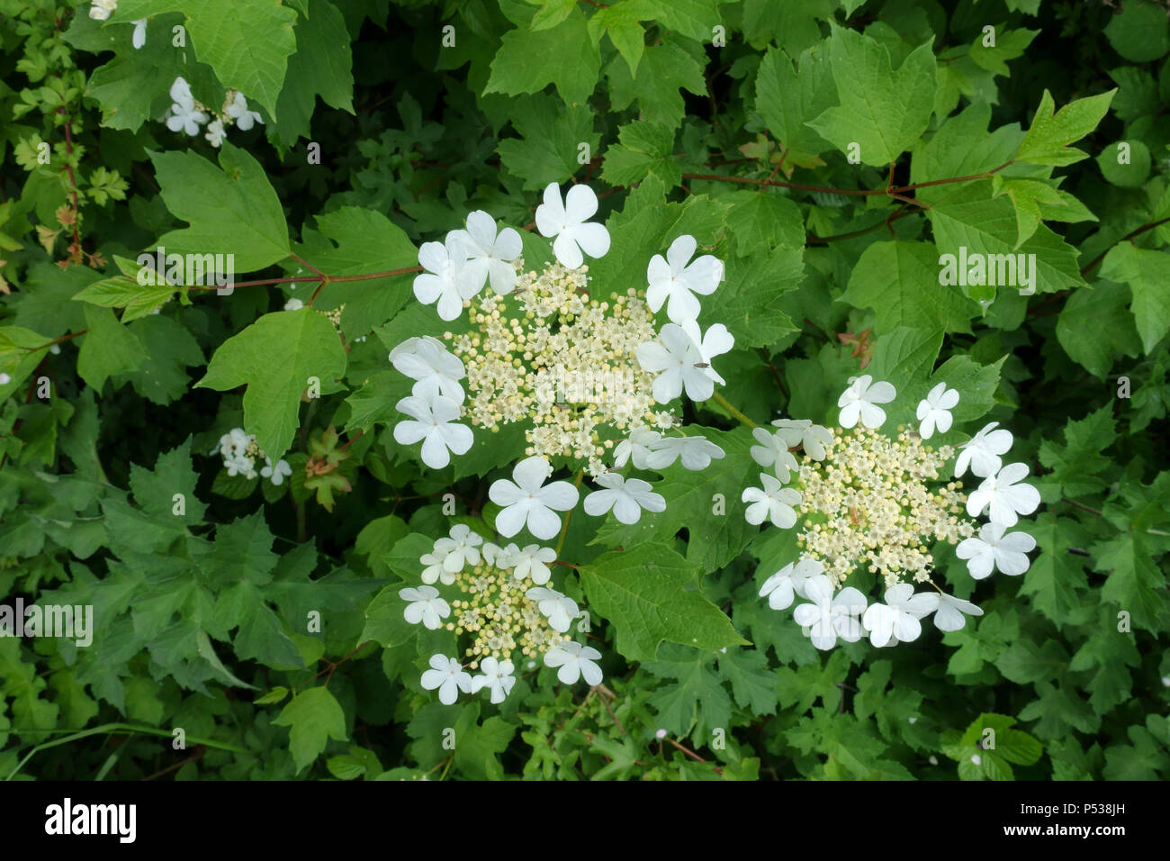 Guelder rose, Viburnum opulus, corym of white flowers and flower buds with green three-lobed leaves, May Stock Photo