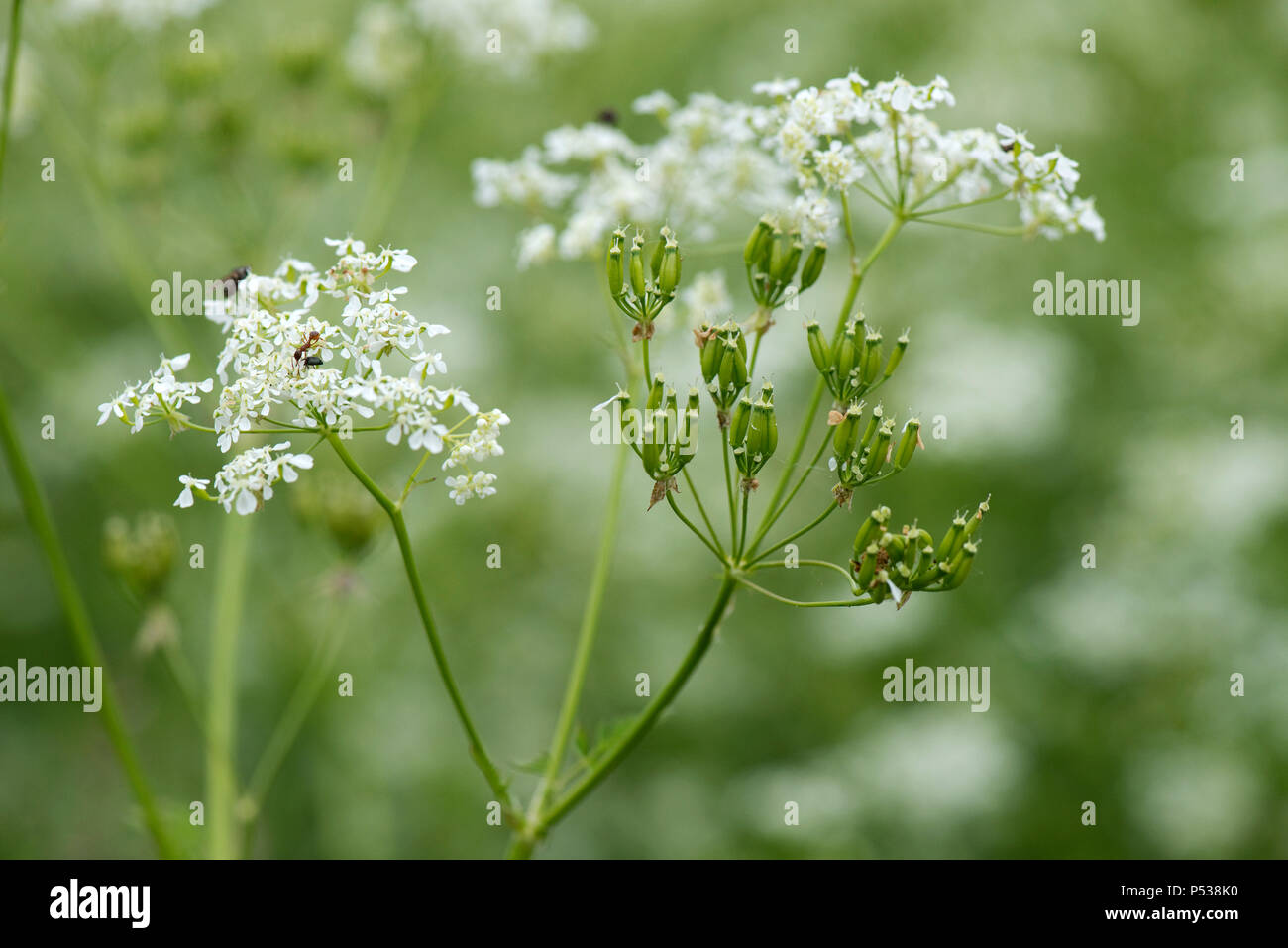 Umbellifer and seed hires stock photography and images Alamy